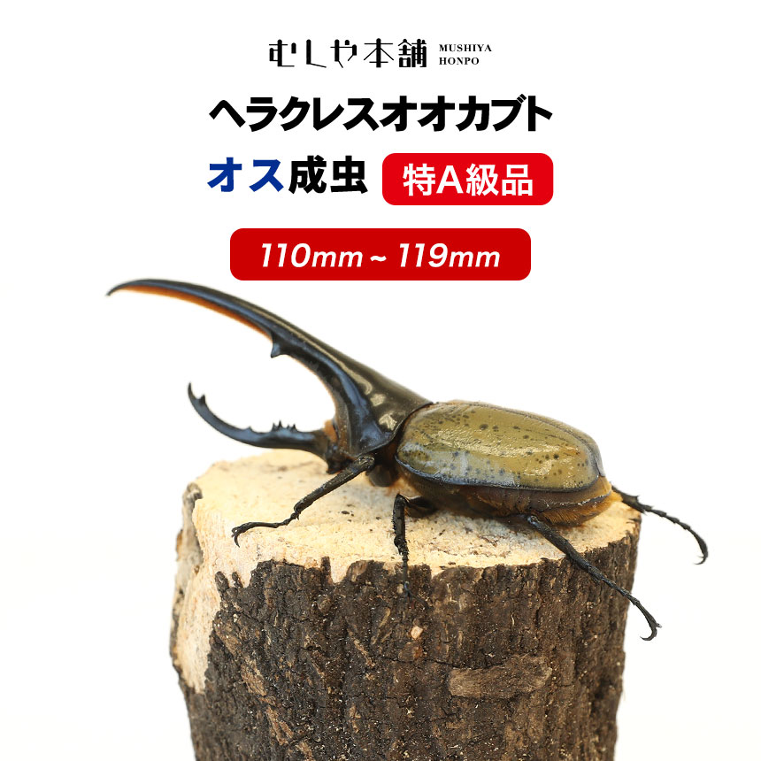 【ヘラクレスオオカブト成虫 オス 特A級品 110〜119ミリ（ヘラクレスヘラクレス）】カブトムシ/昆虫/生き物/ヘラクレス/ペット/ヘラヘラ/プレゼントに