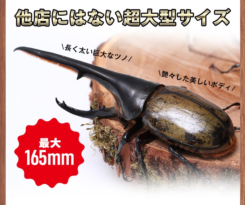 ヘラクレスオオカブト成虫 オス A級品 160〜162ミリ（ヘラクレス