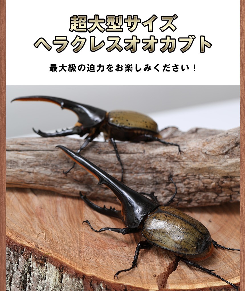 ヘラクレスオオカブト成虫 オス A級品 160〜162ミリ（ヘラクレスヘラクレス）】外国産 カブトムシ 昆虫 生体 ペット プレゼントに :  dhh160-162 : むしや本舗 ヤフー店 - 通販 - Yahoo!ショッピング