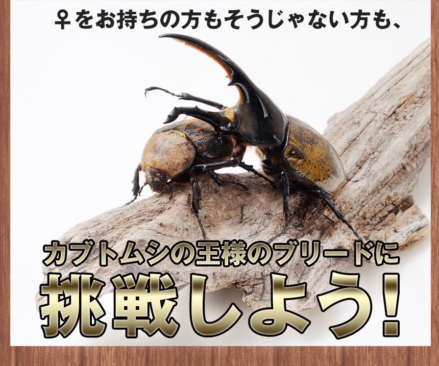 ヘラクレスオオカブト 成虫 オス の125mm〜134mm : むしや本舗