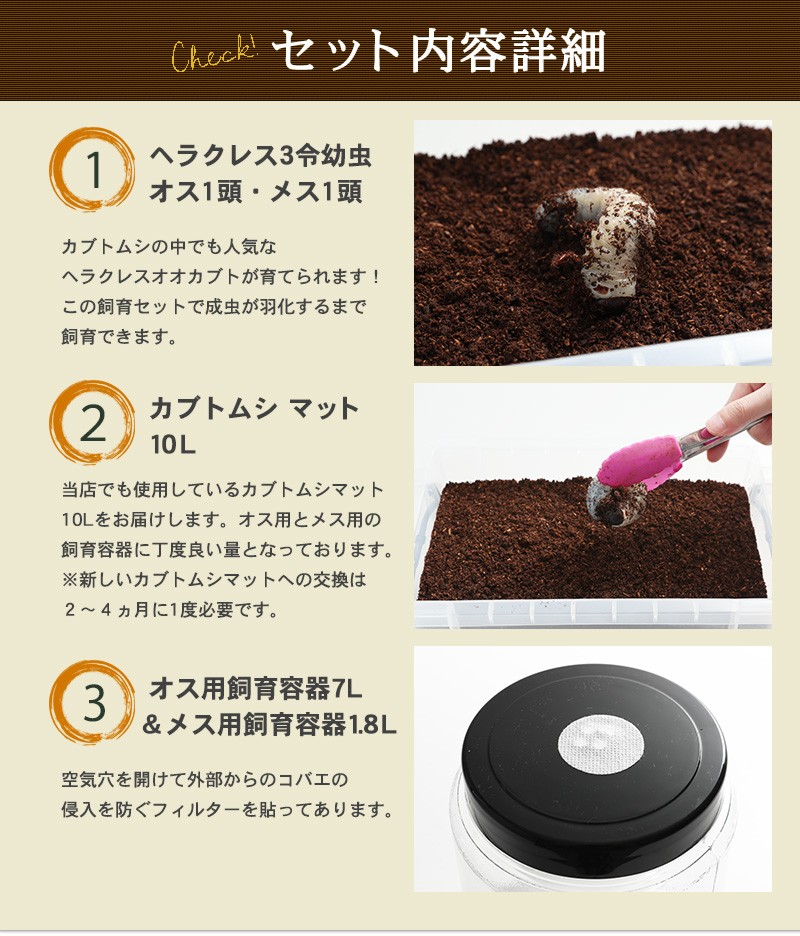 ヘラクレスオオカブト幼虫（3令中期）飼育セット】 （ヘラクレス