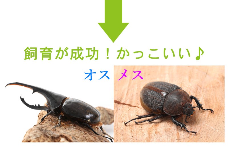 ヘラクレスリッキー3令初期セット（ヘラクレス幼虫オスメスペア＋カブトムシマット＋飼育容器） : herculesr-set : むしや本舗 ヤフー店  - 通販 - Yahoo!ショッピング