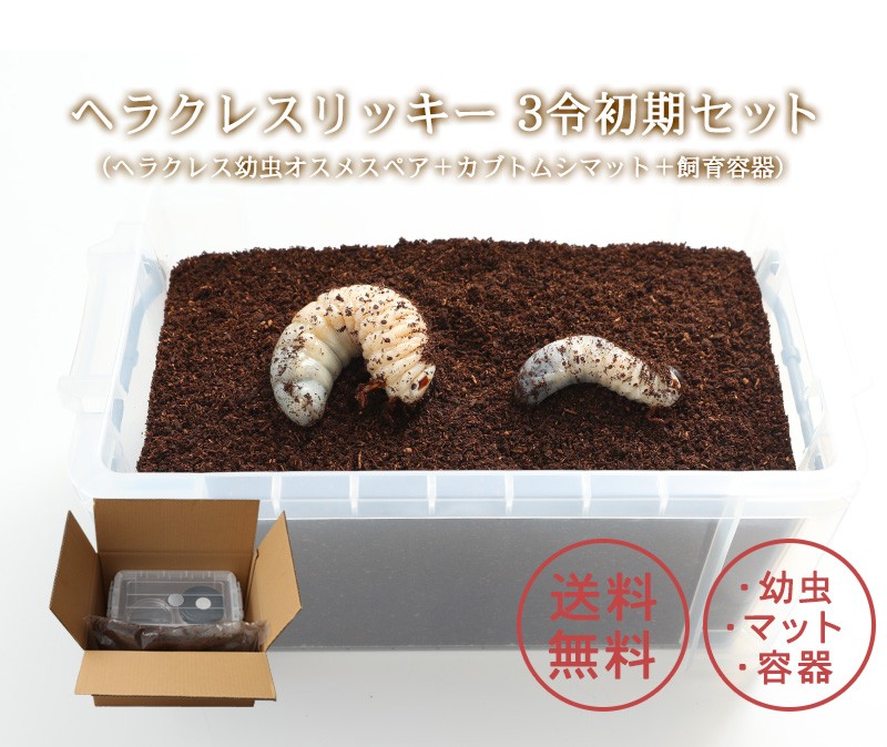 ヘラクレスリッキー3令初期セット（ヘラクレス幼虫オスメスペア＋カブトムシマット＋飼育容器） : herculesr-set : むしや本舗 ヤフー店  - 通販 - Yahoo!ショッピング