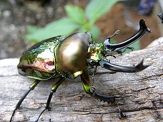 ニジイロクワガタ 成虫 オスメスペア 特大サイズ 外国産クワガタ