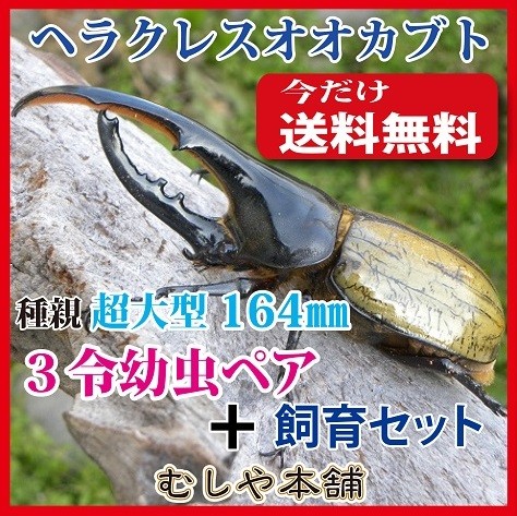 超大型164mm種親からのヘラクレスオオカブト3令初期幼虫オスメスペア+