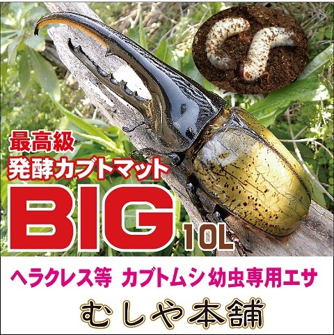 【高カロリー！廃菌床発酵カブトムシ マット「BIG」10リットル 1袋