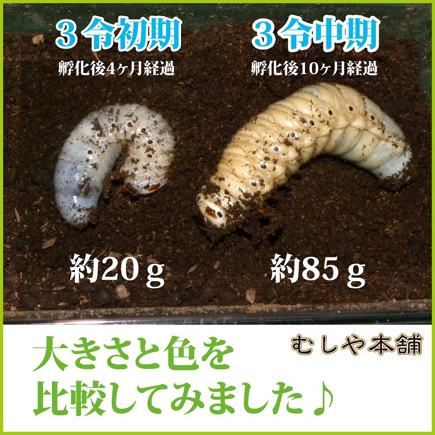 カブトムシの王様 大型ヘラクレスオオカブト3令中期〜後期幼虫オス+マットのセット （ヘラクレスヘラクレス）（カブトムシ 幼虫） :  85yocyu-set : むしや本舗 ヤフー店 - 通販 - Yahoo!ショッピング