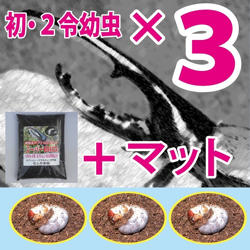 ヘラクレスオオカブト ヘラクレスヘラクレス 初 ２令幼虫３頭 超高カロリーカブトムシマットのセット Hy026 Dhh2 3 S むしや本舗 ヤフー店 通販 Yahoo ショッピング