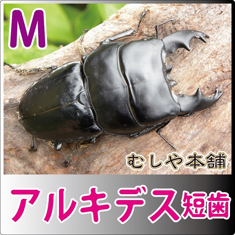 アルキデスヒラタクワガタ（短歯）Ｍサイズ ペア 外国産クワガタ・成虫 : ku047-da-pe-m : むしや本舗 ヤフー店 - 通販 -  Yahoo!ショッピング