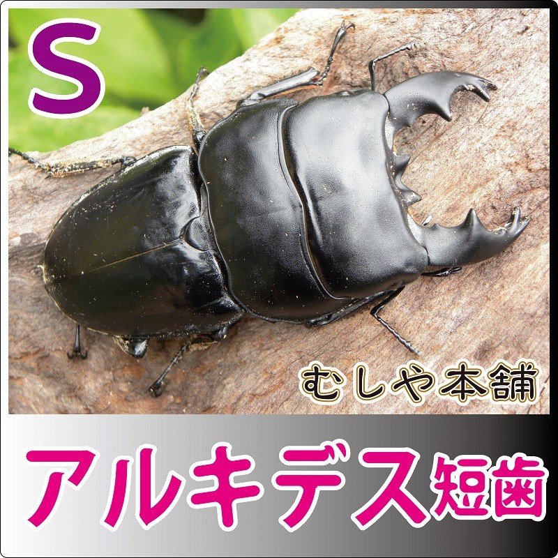 アルキデスヒラタクワガタ（短、中歯）Ｓサイズ ペア 外国産クワガタ・成虫 : ku046-da-pe-s : むしや本舗 ヤフー店 - 通販 -  Yahoo!ショッピング