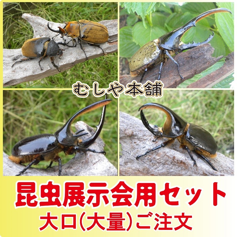 カブトムシ・クワガタの展示会用成虫のセット-B（大型7種類）【大口 