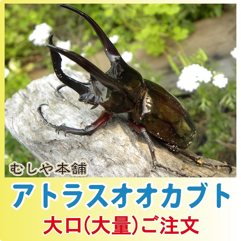 アトラスオオカブト成虫 ペア M〜Lサイズ【20セット】【大口・大量購入