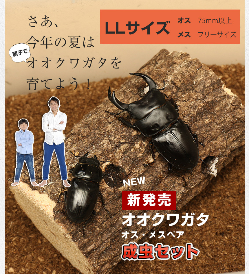国産オオクワガタ・森田ゴールド・成虫ペア3-2（11）・♂72