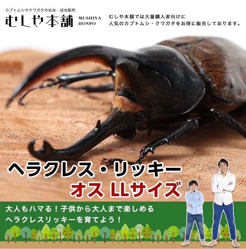 ヘラクレスリッキー成虫 オス 超特大160ミリ : むしや本舗 ヤフー店 