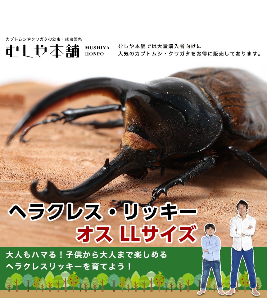 昆虫標本 大型ヘラクレスリッキー 飼育個体 大型ヘラクレスリッキーオオカブト標本（ブルー系）