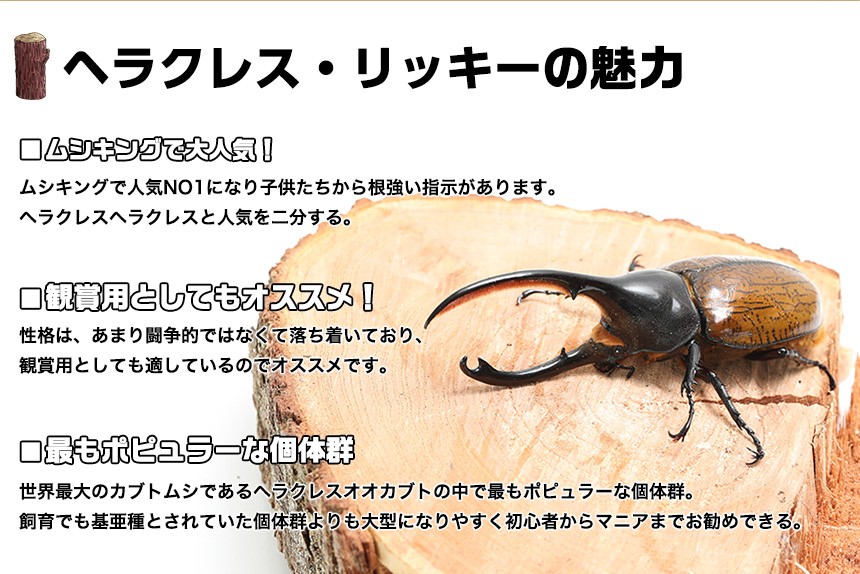 むしや本舗 ヘラクレスリッキー成虫 オス 140ミリ〜149ミリ 外国産