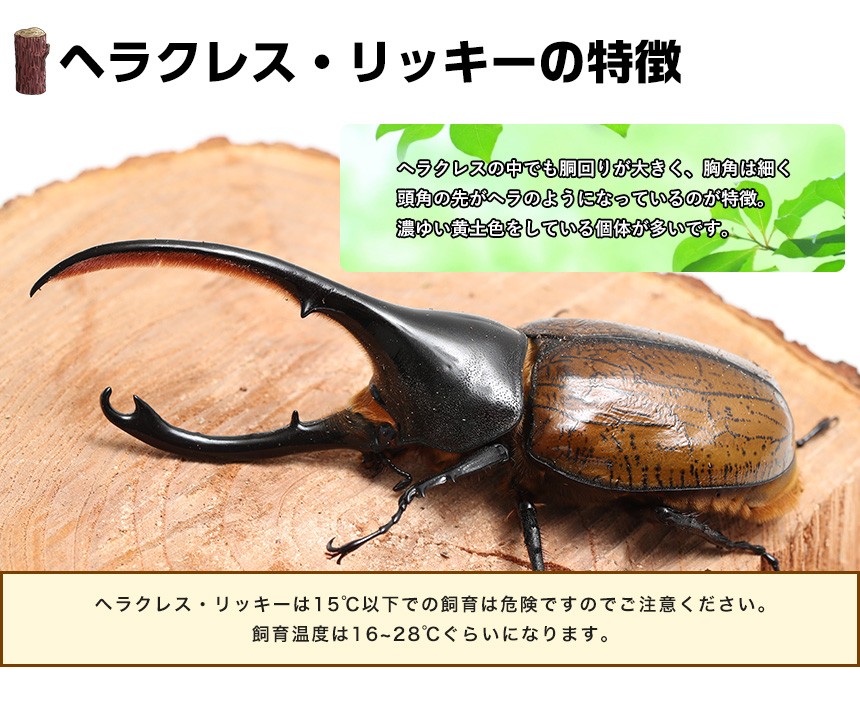 ヘラクレスリッキー成虫 オス 超特大160ミリ : むしや本舗 ヤフー店