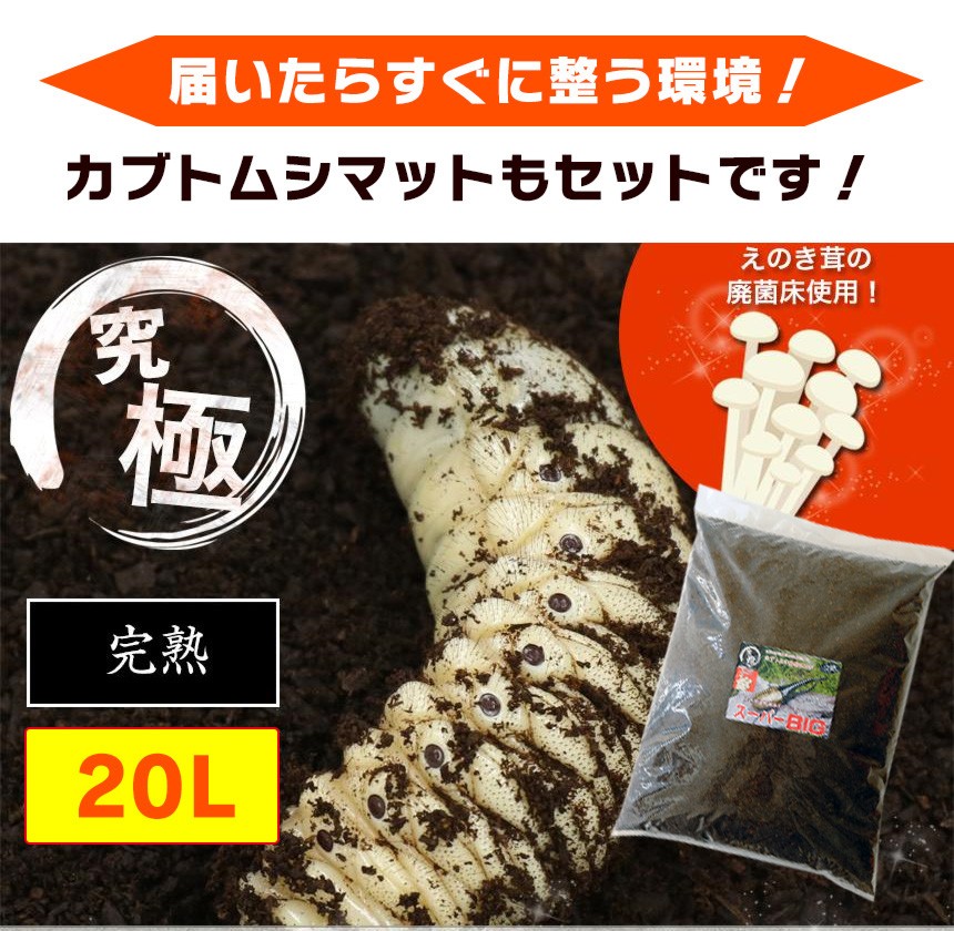 ヘラクレスオオカブト3令中期幼虫オスメスペア+マットのセット