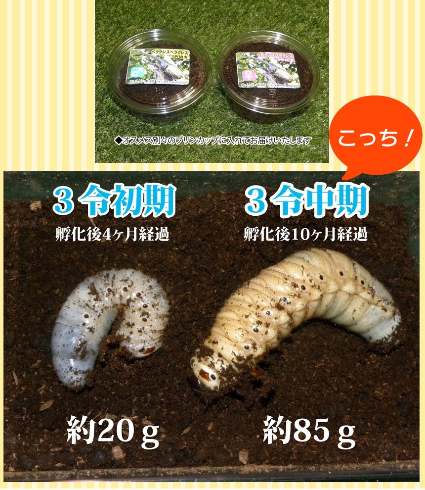 カブトムシが選べる ヘラクレスオオカブト3令中期幼虫オスメスペア+