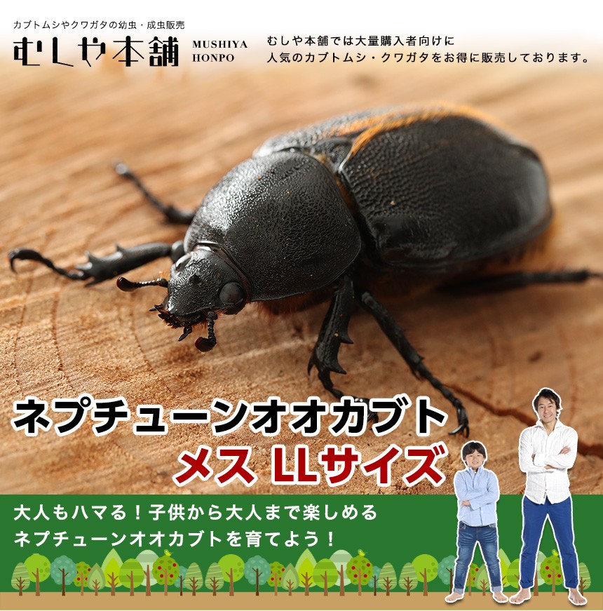 ネプチューンオオカブト 成虫 メス LLサイズ 外国産カブトムシ