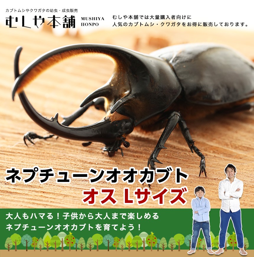 【ネプチューンオオカブト 成虫 オス Lサイズ】外国産カブトムシ カブトムシ ネプチューン 生き物 ペット プレゼントに |  | 01