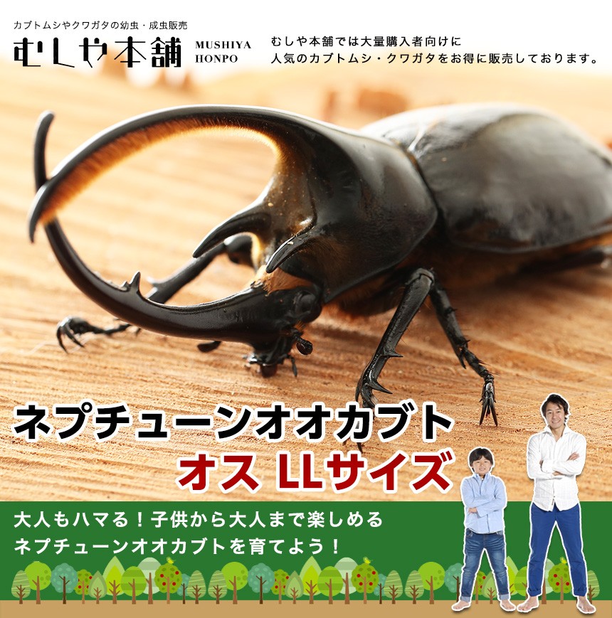 ネプチューンオオカブト 成虫 オス LLサイズ】外国産カブトムシ カブトムシ ネプチューン 生き物 ペット プレゼントに : neptune-osu-ll  : むしや本舗 ヤフー店 - 通販 - Yahoo!ショッピング