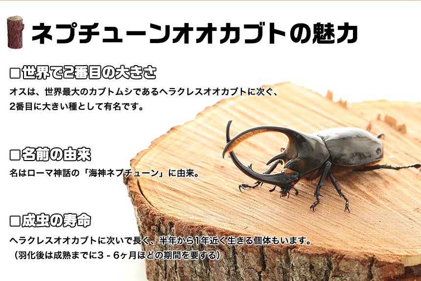 【ネプチューンオオカブト 成虫 オス Lサイズ】外国産カブトムシ カブトムシ ネプチューン 生き物 ペット プレゼントに |  | 02