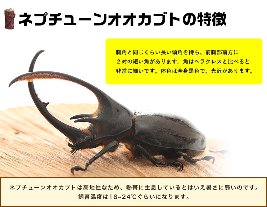 ネプチューンオオカブト 成虫 オス LLサイズ】外国産カブトムシ カブトムシ ネプチューン 生き物 ペット プレゼントに : neptune-osu-ll  : むしや本舗 ヤフー店 - 通販 - Yahoo!ショッピング