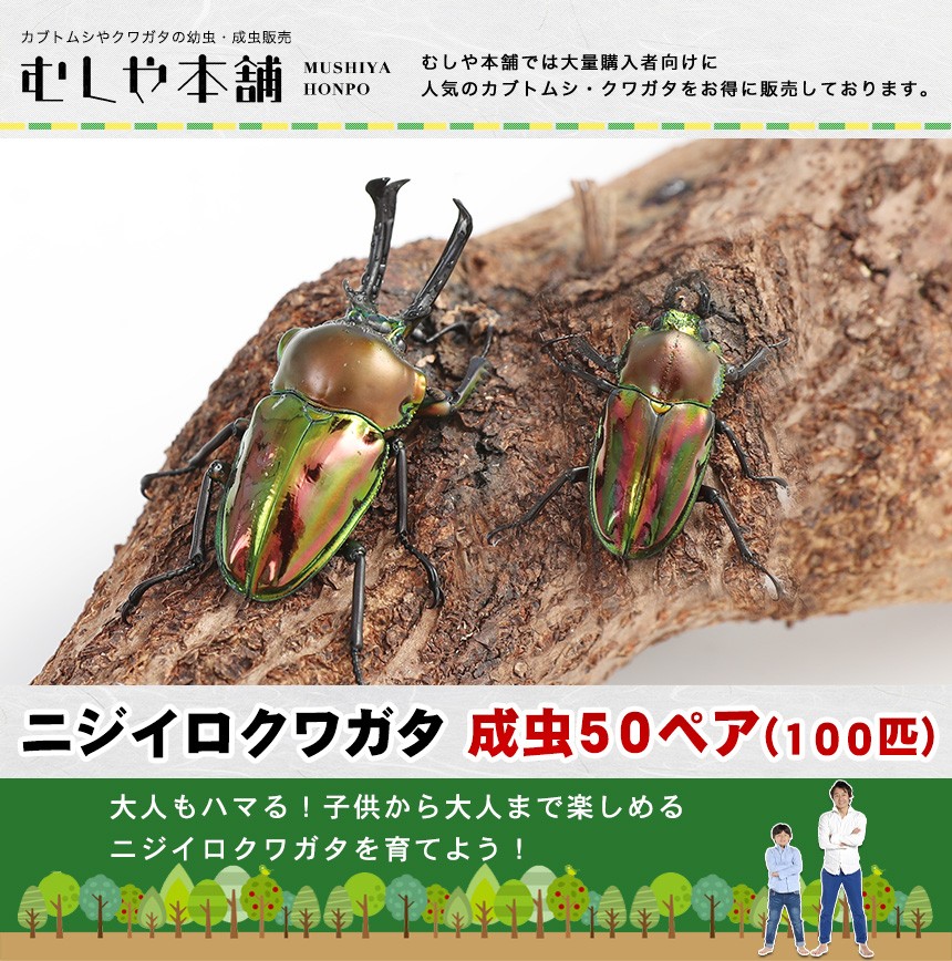 ニジイロクワガタ 成虫 オスメスペア M〜Lサイズ 50セット 100匹
