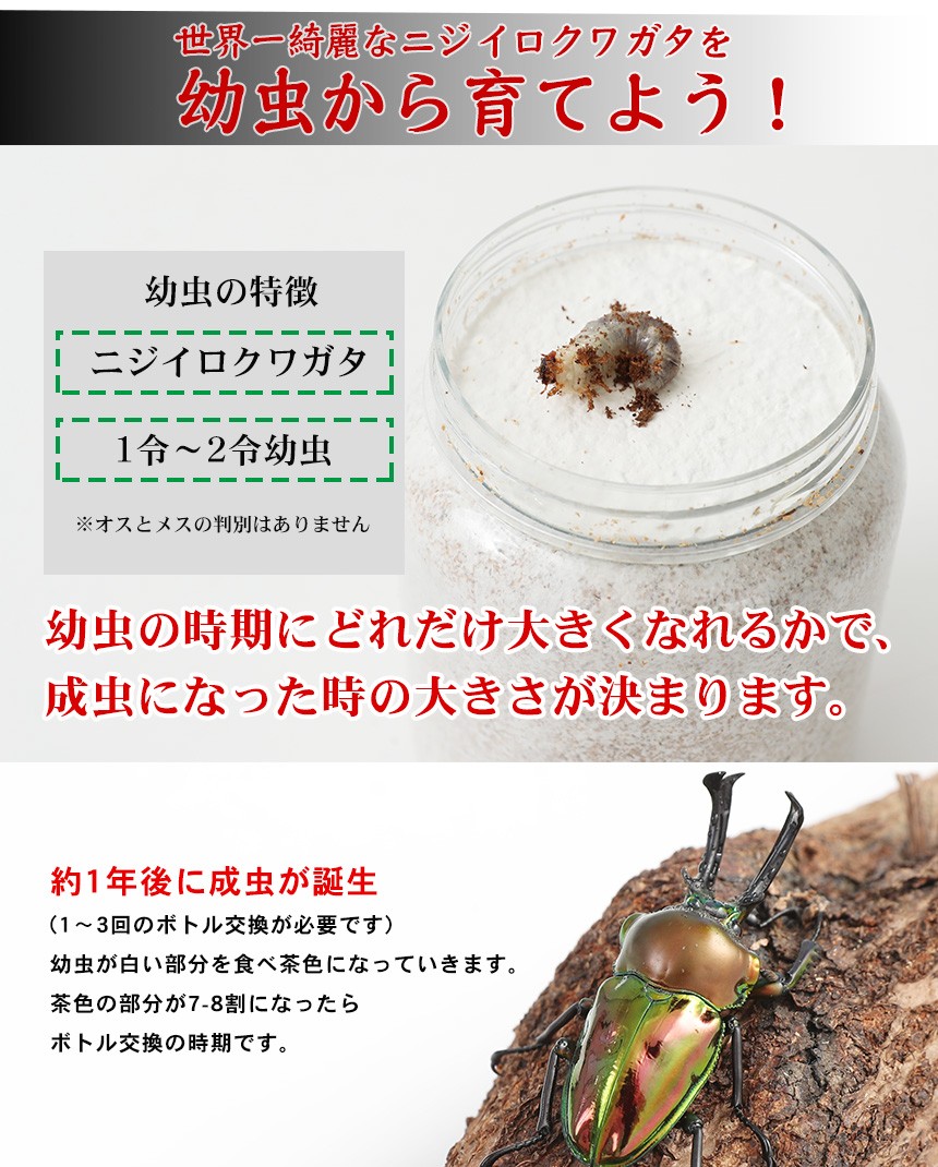 ニジイロクワガタ 1令〜2令幼虫5頭+新鮮な菌糸ボトル5個のセット