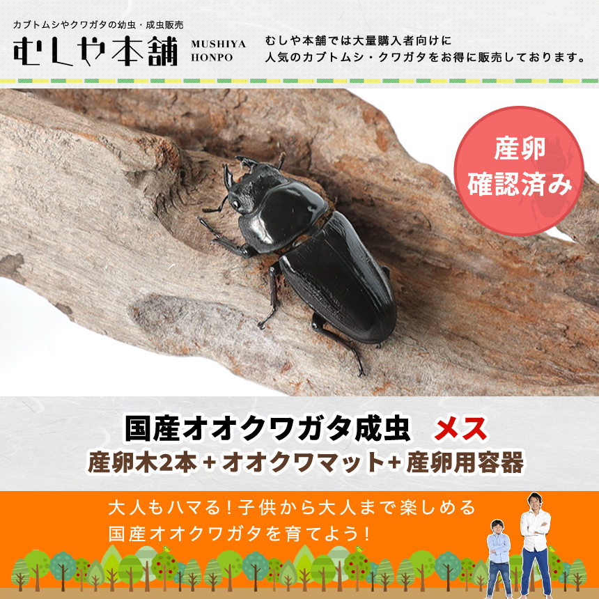 【「産卵確認済み」国産オオクワガタ 成虫 メス1匹+産卵木（M〜L）2本+オオクワマット（2L）+産卵用容器（NCボックス）のセット 】クワガタ／ 昆虫