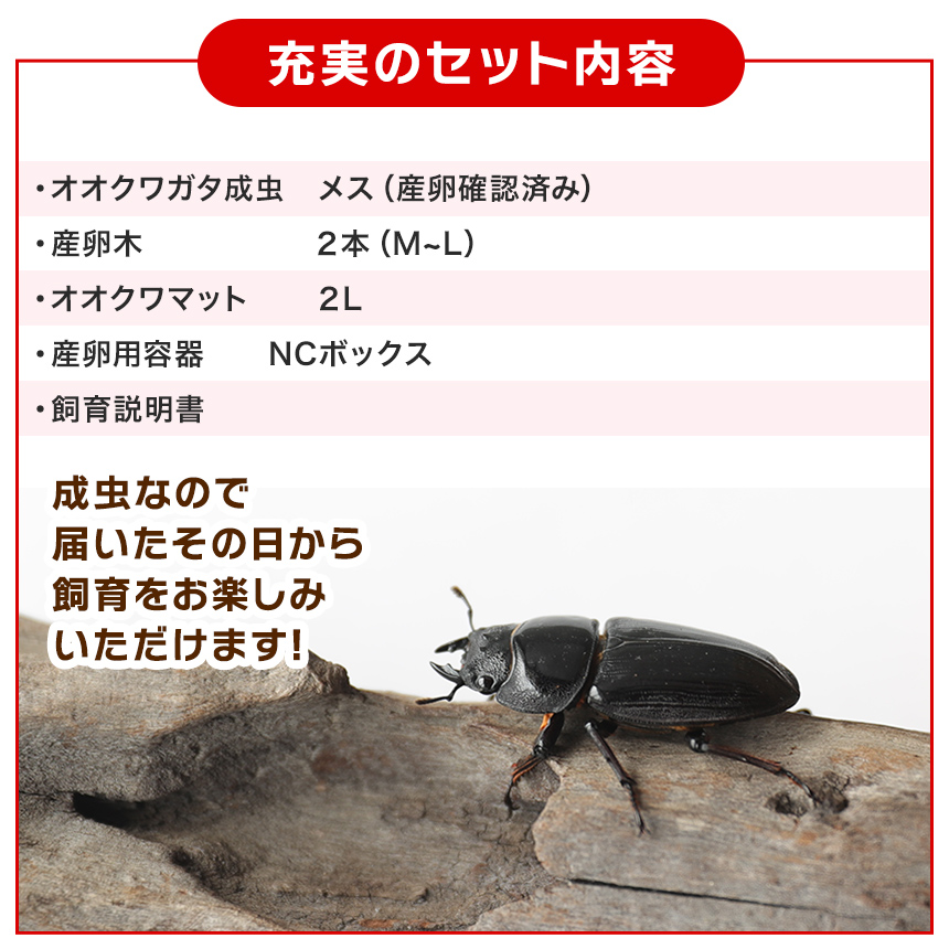 【「産卵確認済み」国産オオクワガタ 成虫 メス1匹+産卵木（M〜L）2本+オオクワマット（2L）+産卵用容器（NCボックス）のセット 】クワガタ／  昆虫 : okuwagata-mesuset2-1 : むしや本舗 ヤフー店 - 通販 - Yahoo!ショッピング