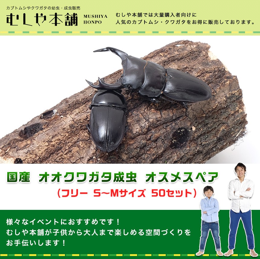国産 オオクワガタ成虫 ペア（フリーサイズ ）S〜Mサイズ 通販
