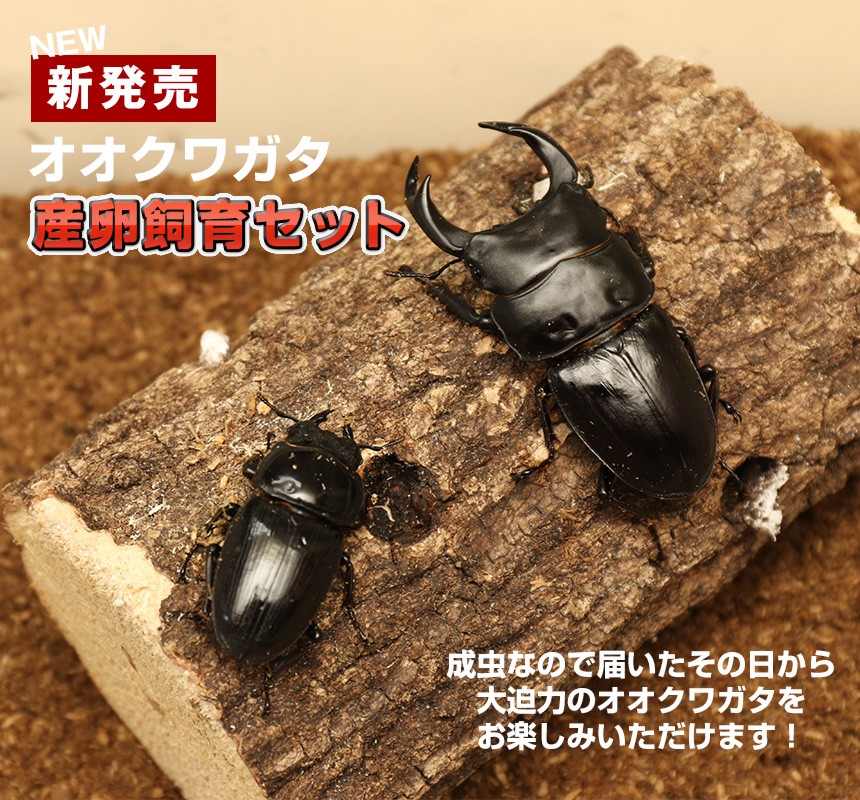 「国産 オオクワガタ（Lサイズ）成虫 大型ペア+産卵飼育セット」ペット オオクワ クワガタ 生き物 ブリード プレゼントに！オス70mm前後 :  kuwagataset : むしや本舗 ヤフー店 - 通販 - Yahoo!ショッピング