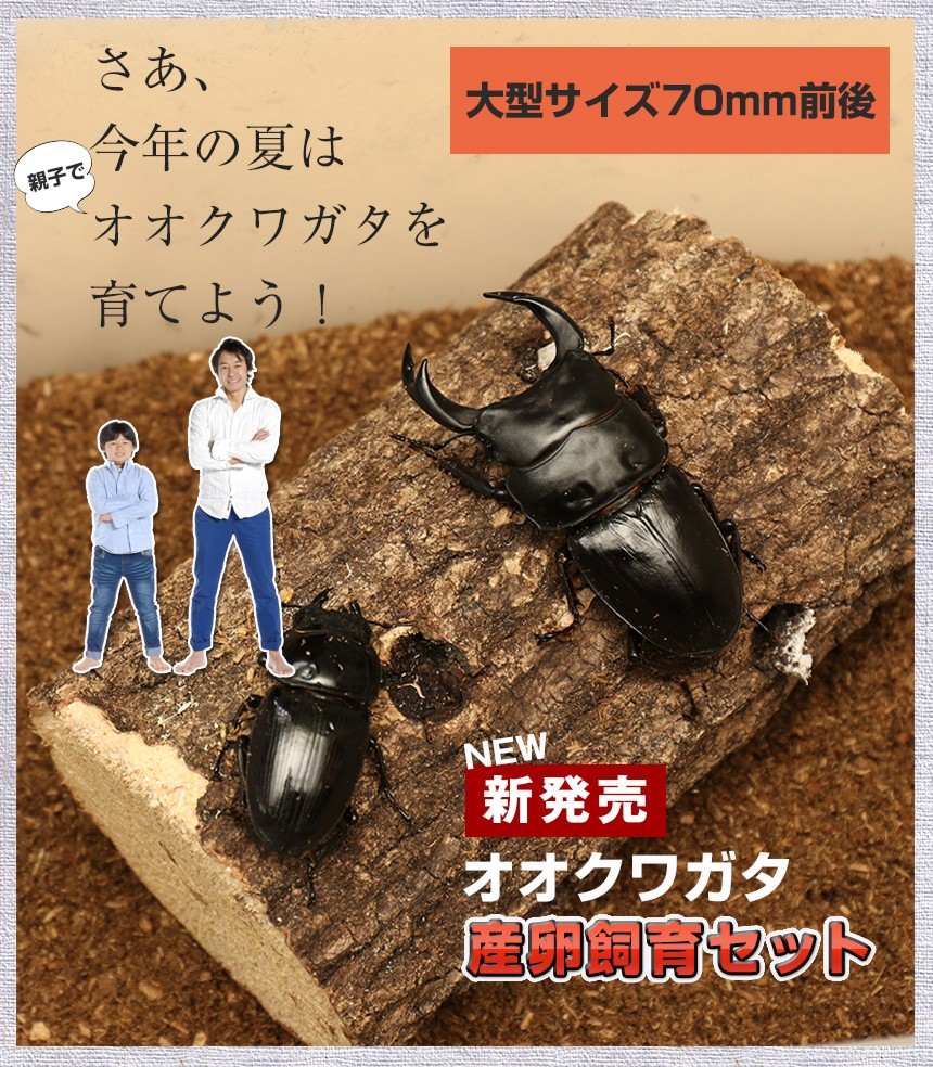 国産 オオクワガタ（Lサイズ）成虫 大型ペア+産卵飼育セット