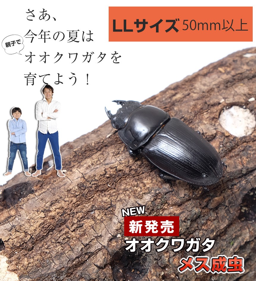 新成虫！国産 オオクワガタ 成虫 メス 特大サイズ 50ミリ】昆虫 クワガタ ブリード 生き物 ペット :ku009-db-o-ll:むしや本舗  ヤフー店 - 通販 - Yahoo!ショッピング