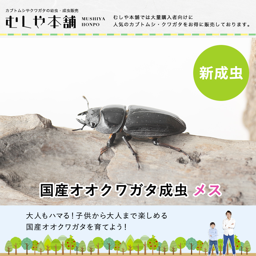 新成虫！国産 オオクワガタ 成虫 メス単品 Lサイズ】オオクワ 昆虫 クワガタ ブリード 生き物 ペット プレゼントに : ku009-db-o-l  : むしや本舗 ヤフー店 - 通販 - Yahoo!ショッピング