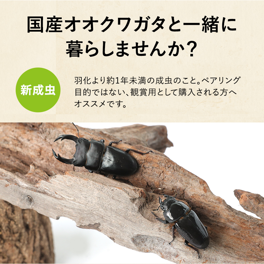 新成虫！国産 オオクワガタ 成虫 メス単品 Lサイズ】オオクワ 昆虫 クワガタ ブリード 生き物 ペット プレゼントに : ku009-db-o-l  : むしや本舗 ヤフー店 - 通販 - Yahoo!ショッピング