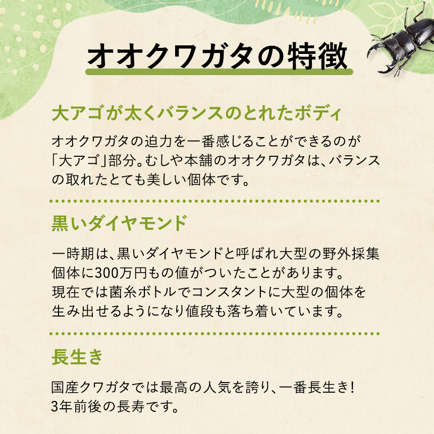 新成虫！国産 オオクワガタ 成虫 メス単品 Lサイズ】オオクワ 昆虫 クワガタ ブリード 生き物 ペット プレゼントに : ku009-db-o-l  : むしや本舗 ヤフー店 - 通販 - Yahoo!ショッピング