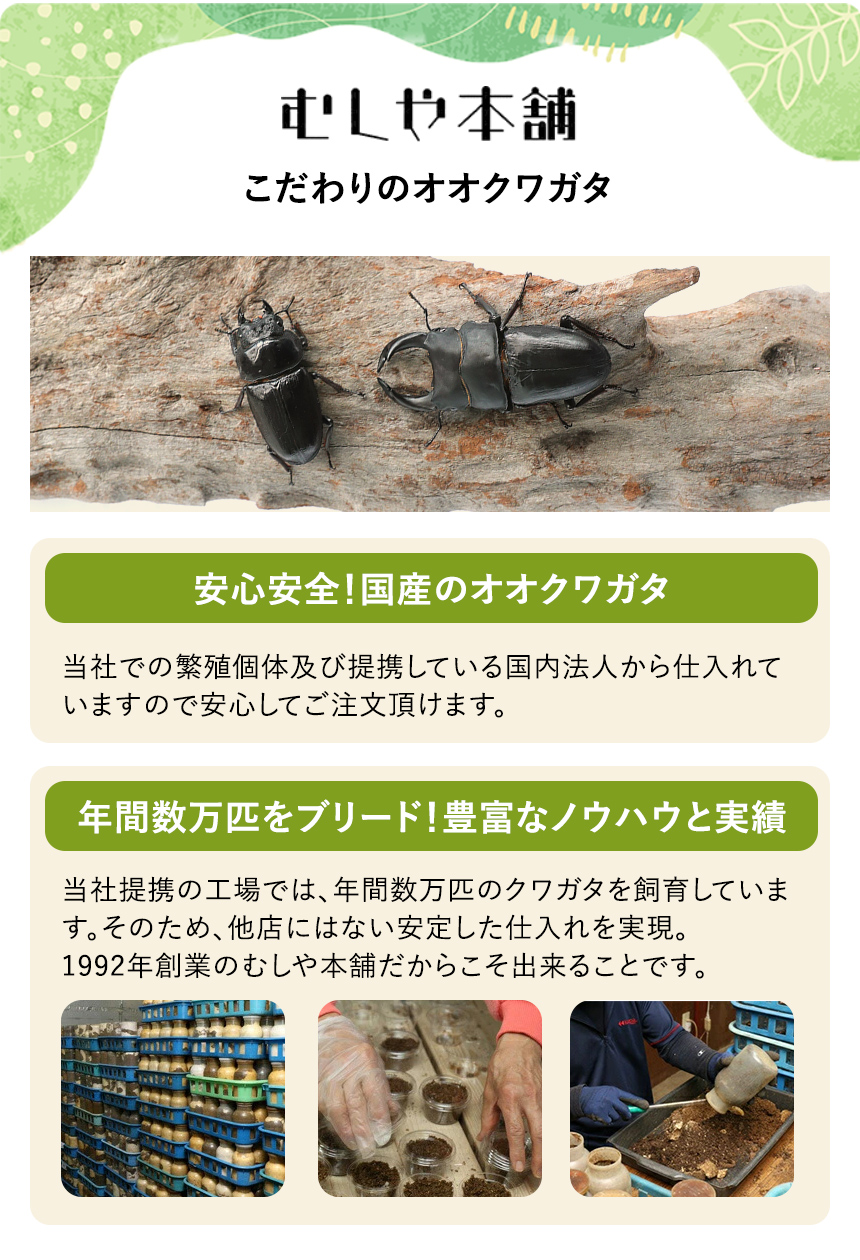 新成虫！国産 オオクワガタ 成虫 メス単品 Lサイズ】オオクワ 昆虫 クワガタ ブリード 生き物 ペット プレゼントに : ku009-db-o-l  : むしや本舗 ヤフー店 - 通販 - Yahoo!ショッピング