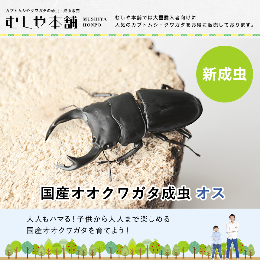 新成虫 国産 オオクワガタ 成虫 オス単品 Sサイズ】 クワガタ 昆虫 生体 ペット プレゼントに : ku005-db-o-s : むしや本舗  ヤフー店 - 通販 - Yahoo!ショッピング