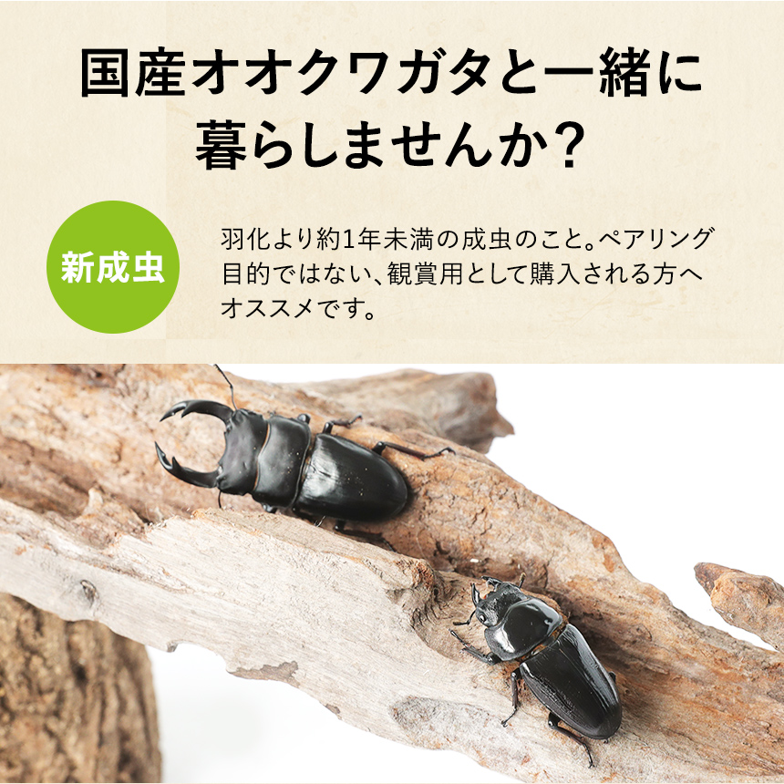 新成虫 国産 オオクワガタ 成虫 オスメスペア Lサイズ】 クワガタ 昆虫 飼育 ブリード 生体 ペット : ku002-db-p-l : むしや本舗  ヤフー店 - 通販 - Yahoo!ショッピング