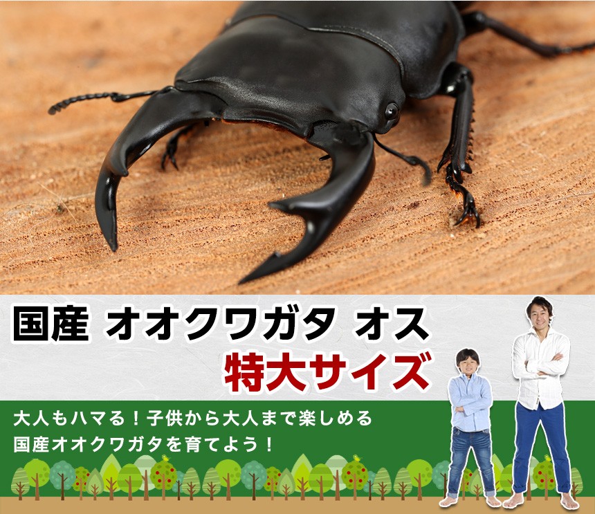 国産 オオクワガタ 成虫 オス単品 特大サイズ】クワガタ 昆虫 生体 