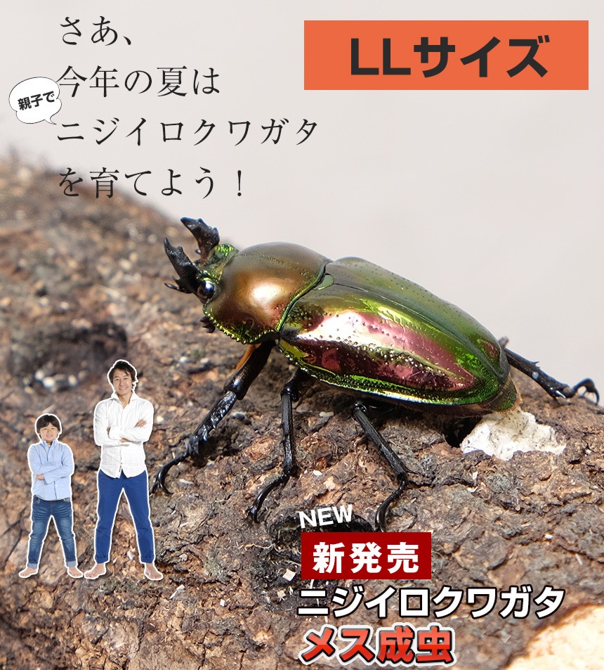 ニジイロクワガタ成虫 メス Llサイズ 外国産クワガタ クワガタ成虫 クワガタ ニジイロ 生体 昆虫 ペット プレゼントに Ku025 Pm M Ll むしや本舗 ヤフー店 通販 Yahoo ショッピング