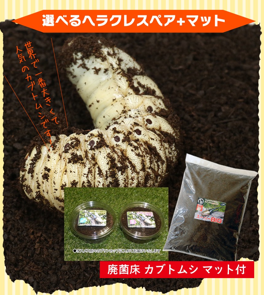 moヘラクレス3本まとめ売り momo835 1st》 ヘラクレスギネス個体 183.5mm momo835直仔幼虫 2令 1