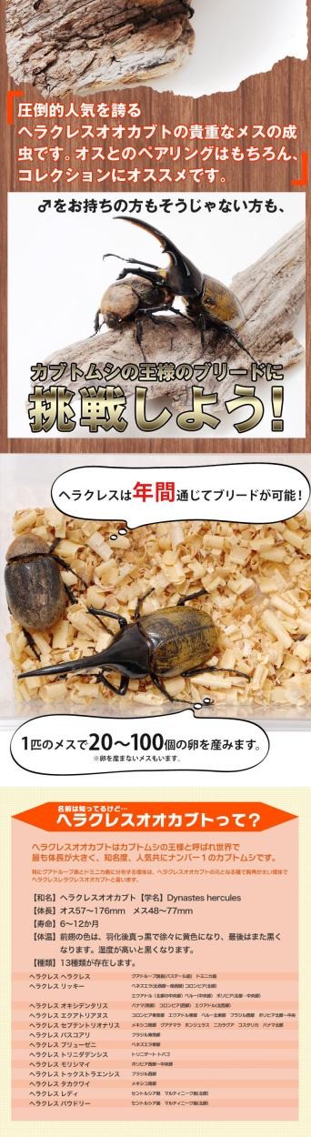 ヘラクレスオオカブト 成虫 メス 50〜59ミリ（ヘラクレスヘラクレス）】カブトムシ 外国産 ペット 昆虫 生体 : dhh55-59 : むしや本舗  ヤフー店 - 通販 - Yahoo!ショッピング