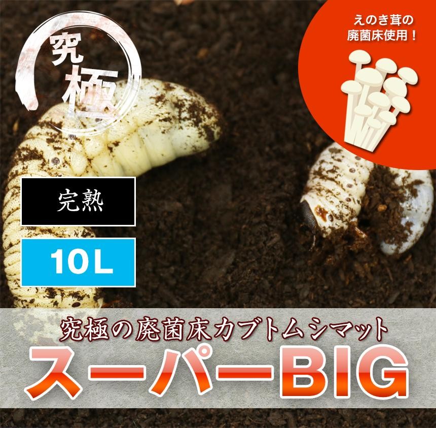 【超高カロリー！廃菌床 カブトムシマット「スーパーBIG」10 