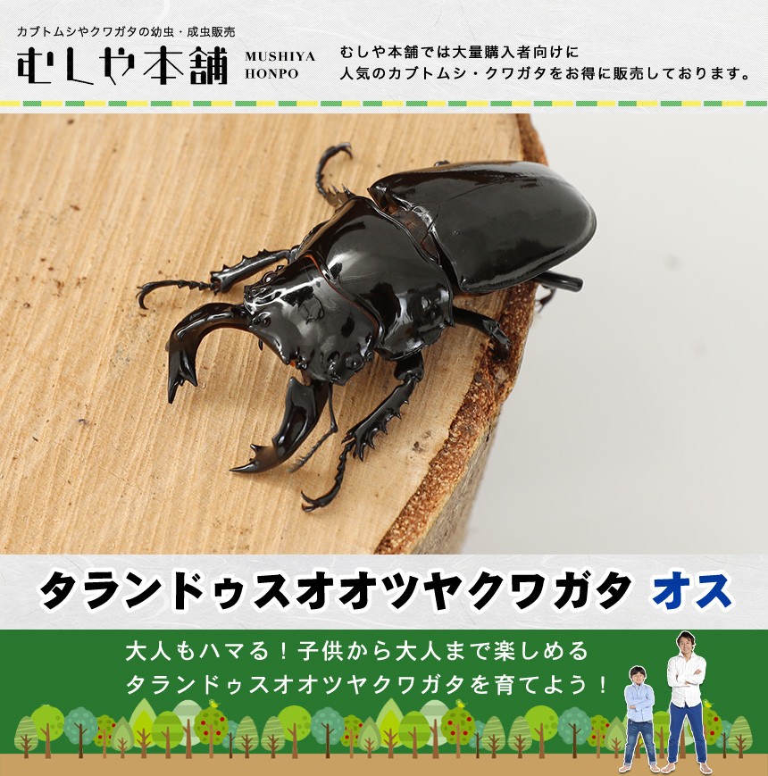 専門店では専門店ではタランドゥスオオツヤクワガタ オス LLサイズ ...