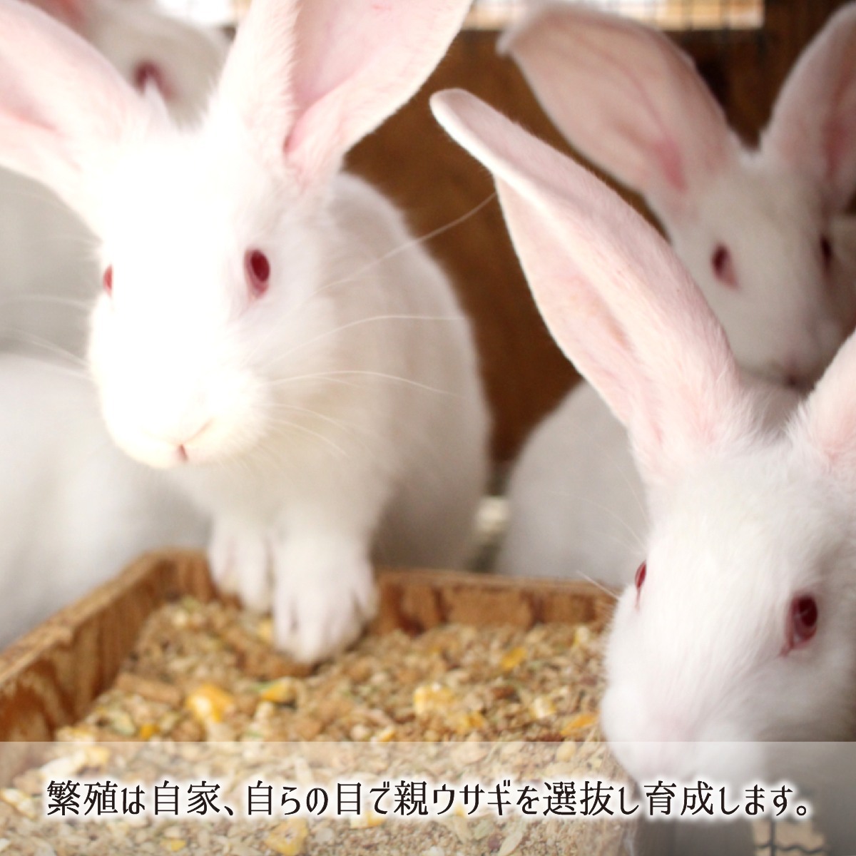 ジャンボウサギ 小型 1羽 生肉(正肉 約1.1kg・もつ 約70g) 秋田県大仙 