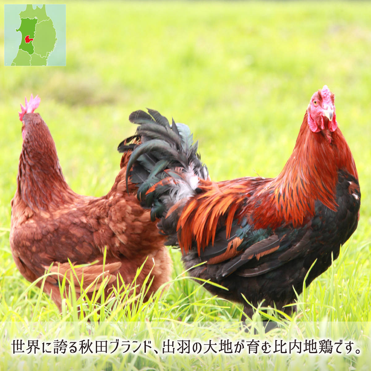 秋田県大仙産比内地鶏使用の豪華きりたんぽ鍋セット